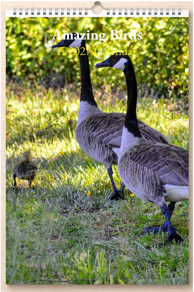 Amazing Birds: A 2027 Calendar