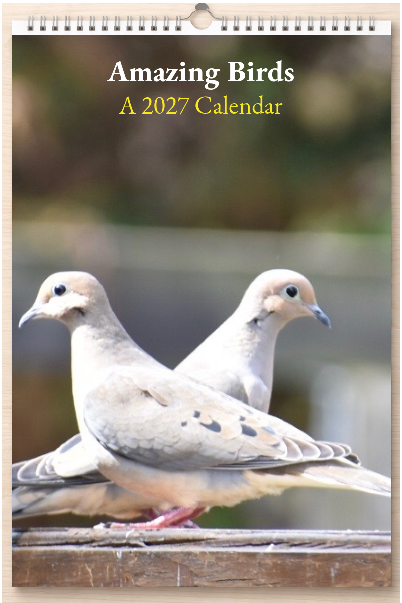 Amazing Birds: A 2027 Calendar