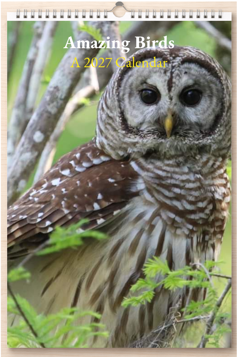 Amazing Birds: A 2027 Calendar