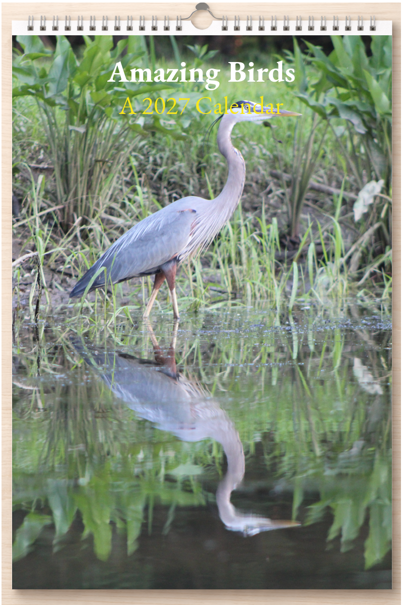Amazing Birds: A 2027 Calendar