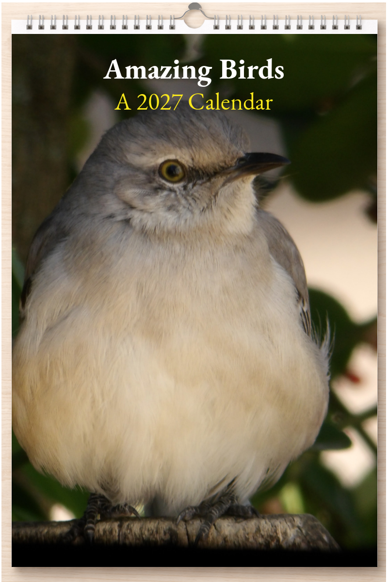 Amazing Birds: A 2027 Calendar