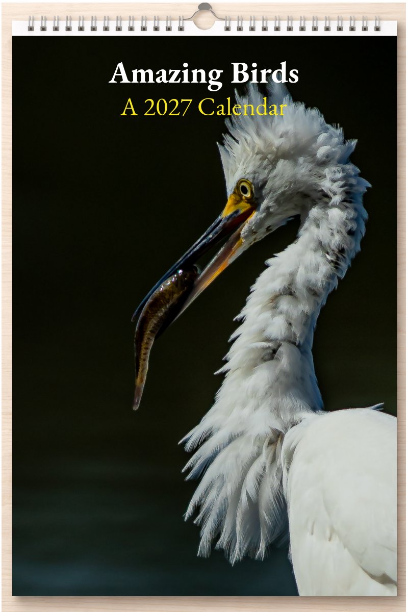 Amazing Birds: A 2027 Calendar