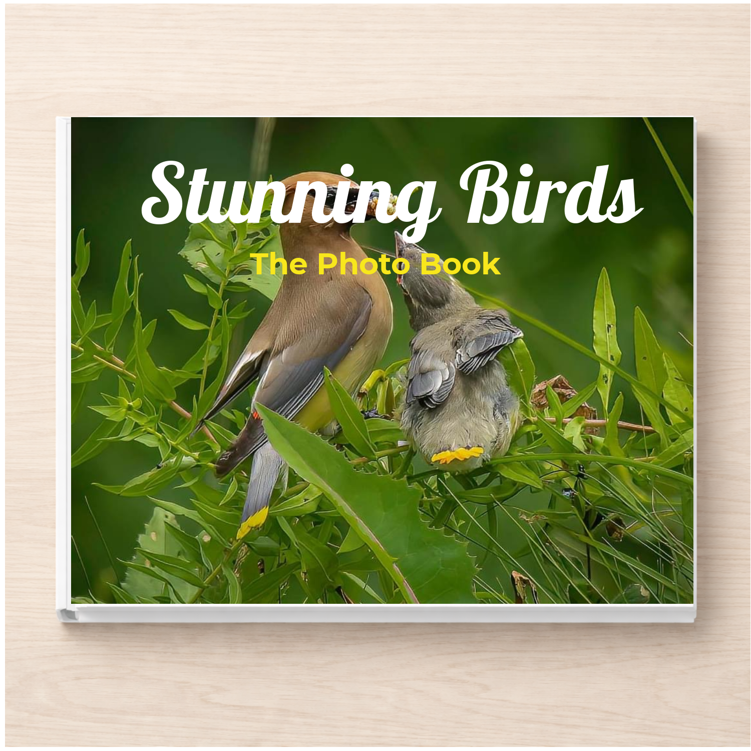Stunning Birds: A Photo Book