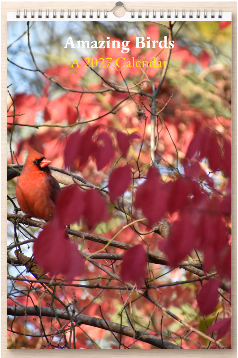 Amazing Birds: A 2027 Calendar