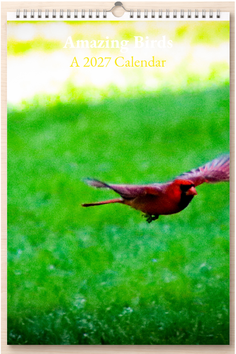 Amazing Birds: A 2027 Calendar