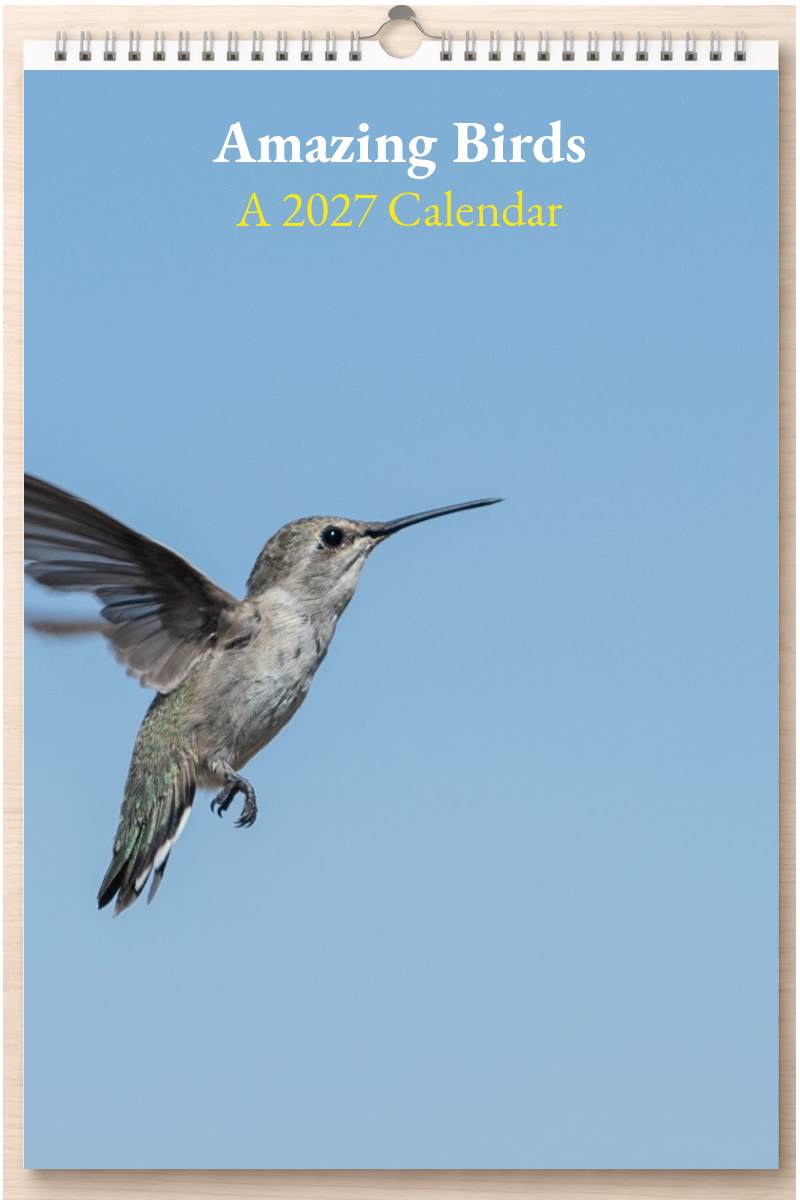 Amazing Birds: A 2027 Calendar