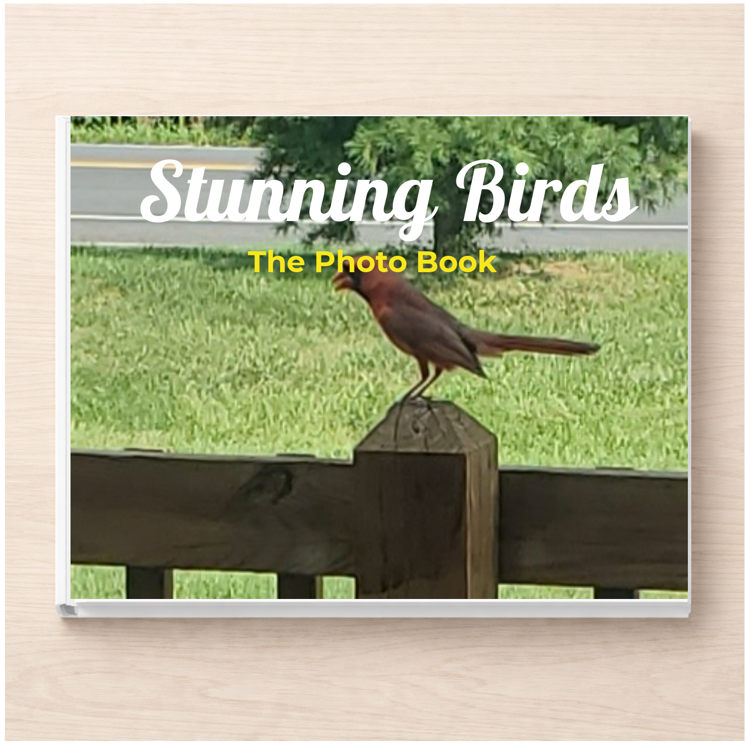 Stunning Birds: A Photo Book