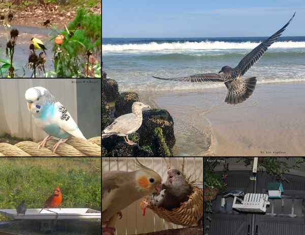 The Birds of New Jersey: 2020 Calendar