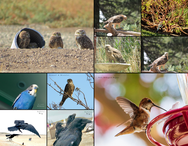 The Birds of California: 2020 Calendar