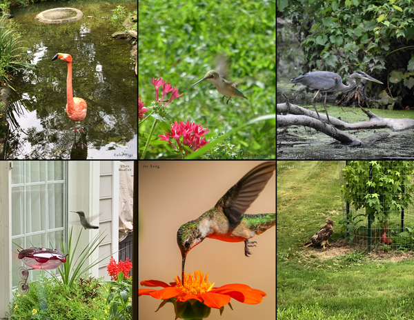 The Birds of Pennsylvania: 2020 Calendar
