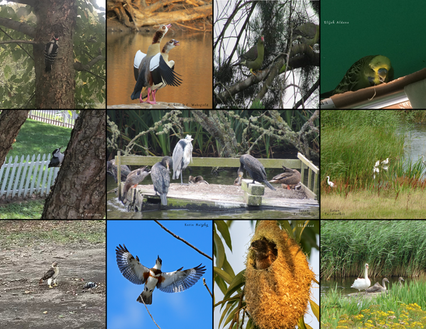 The Birds of the World: 2020 Calendar