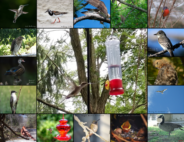 The Birds of the East Coast: 2020 Calendar