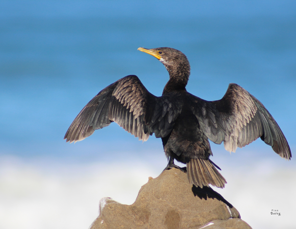 The Birds of New Zealand