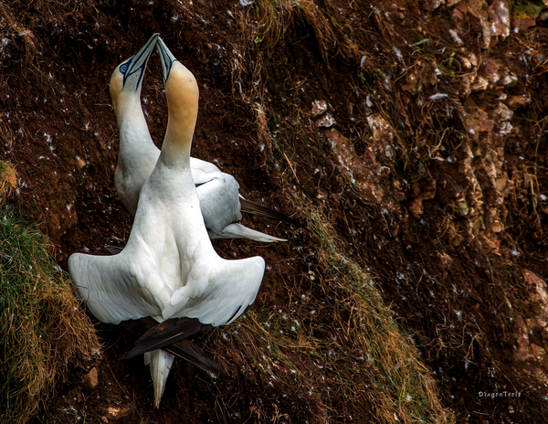 The Birds of Scotland: 2020 Calendar