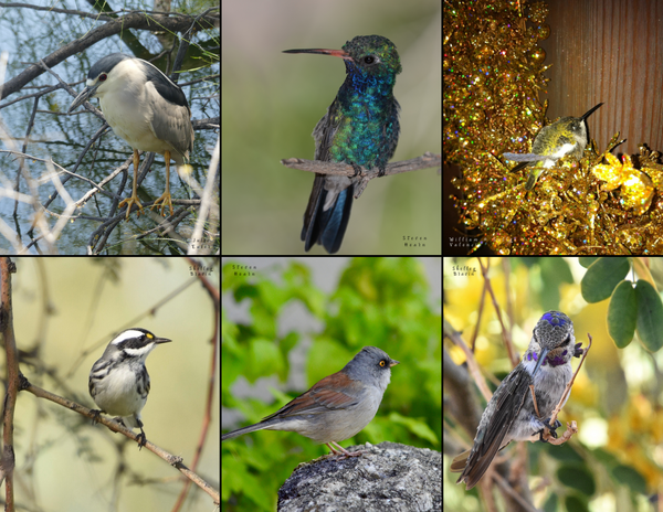 The Birds of Arizona: 2020 Calendar