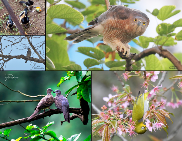 The Birds of Asia: 2020 Calendar