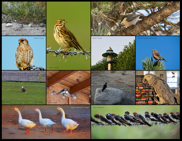 The Birds of the World: 2020 Calendar