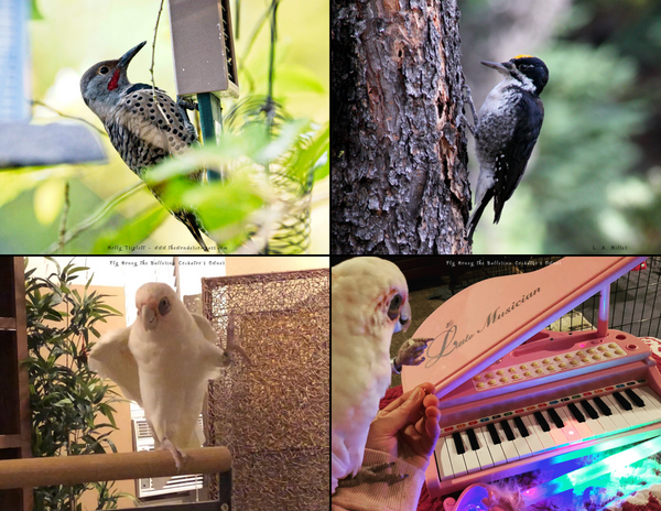 The Birds of Oregon: 2020 Calendar