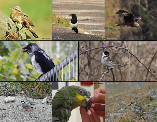 The Birds of Europe: 2020 Calendar