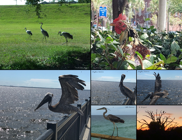 The Birds of Florida: 2020 Calendar