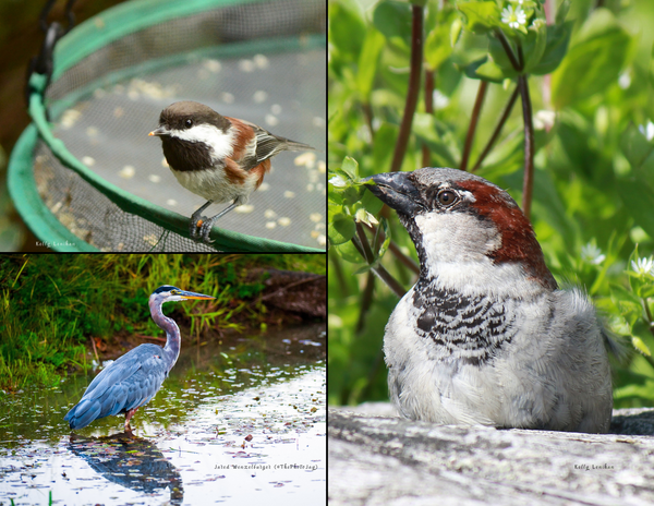 The Birds of Washington: 2020 Calendar