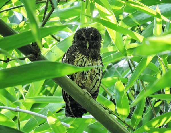 The Birds of Mexico, Central America, and the Caribbean: 2020 Calendar