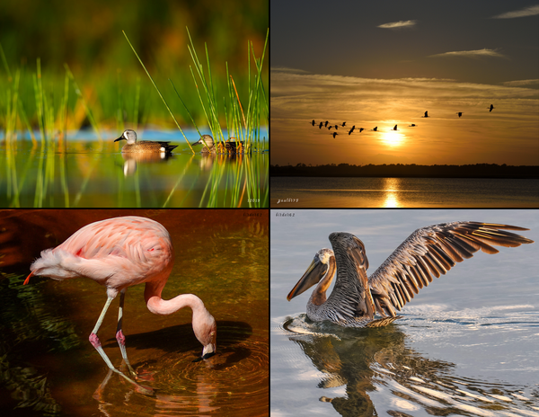 The Birds of Florida: 2020 Calendar