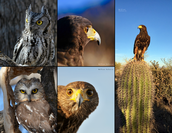 The Birds of Arizona: 2020 Calendar
