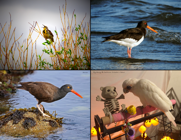 The Birds of Oregon: 2020 Calendar