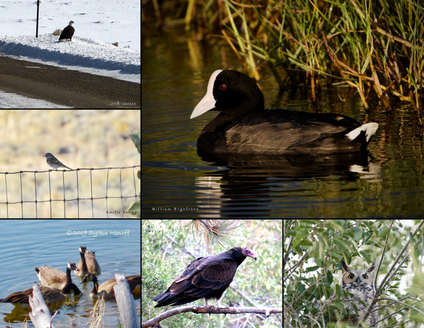 The Birds of the West: 2020 Calendar