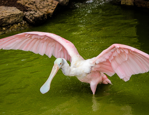 The Birds of the South: 2020 Calendar