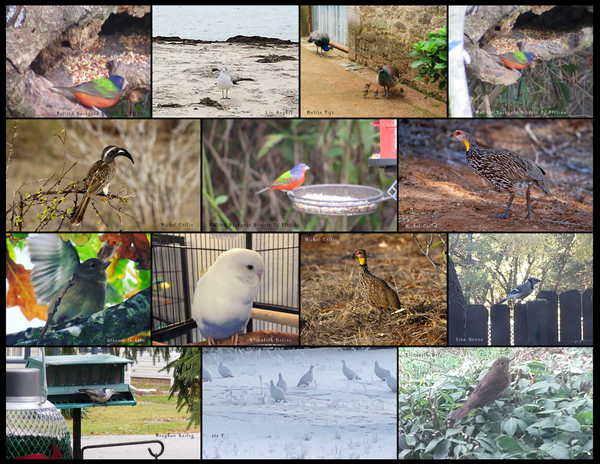 The Birds of the World: 2020 Calendar