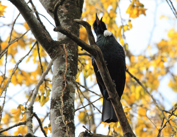 The Birds of New Zealand