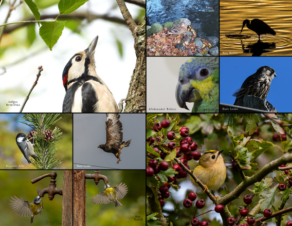 The Birds of Europe: 2020 Calendar
