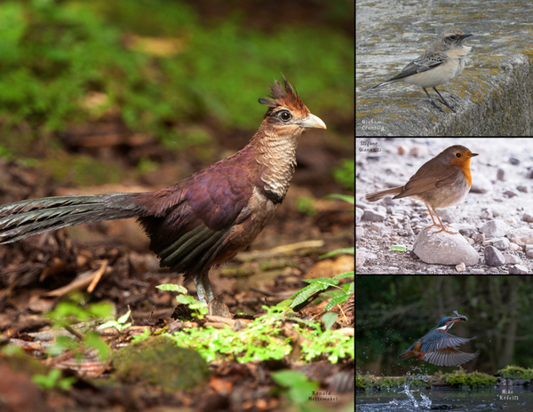 The Birds of Europe: 2020 Calendar