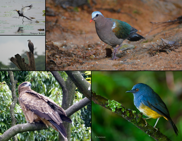 The Birds of Asia: 2020 Calendar