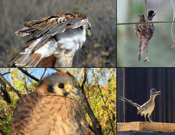 The Birds of Arizona: 2020 Calendar