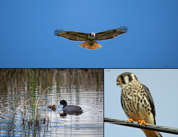 The Birds of Oregon: 2020 Calendar