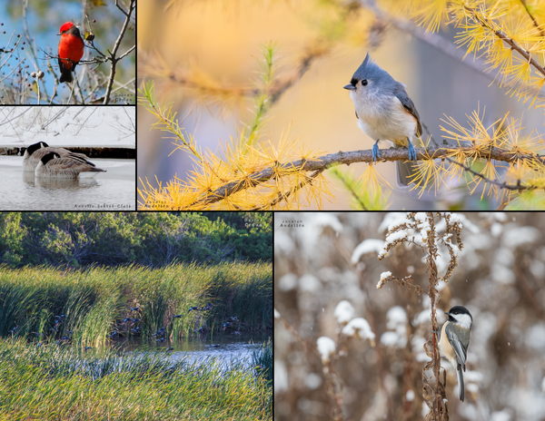 The Birds of the Midwest: 2020 Calendar