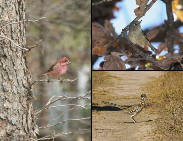 The Birds of Oklahoma: 2020 Calendar