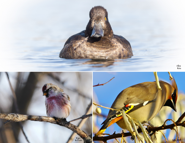 The Birds of Canada: 2020 Calendar