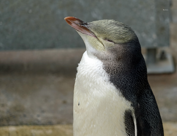 The Birds of New Zealand
