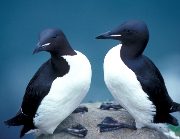 The Birds of Alaska: 2020 Calendar