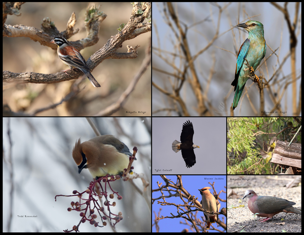 The Birds of the World: 2020 Calendar