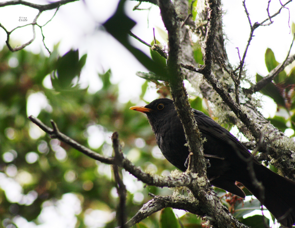 The Birds of Spain: 2020 Calendar