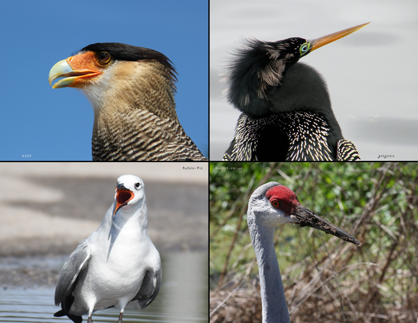 The Birds of Florida: 2020 Calendar