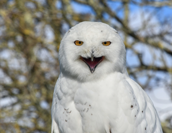 The Birds of Oregon: 2020 Calendar