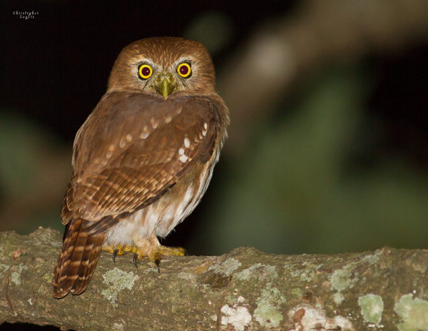 The Birds of Mexico, Central America, and the Caribbean: 2020 Calendar