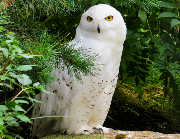 The Birds of New York: 2020 Calendar