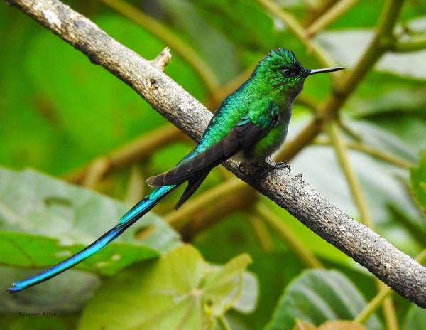 The Birds of South America: 2020 Calendar